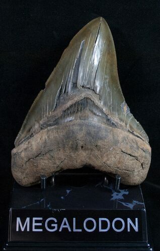 Serrated Megalodon Tooth - South Carolina #10445